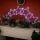 IP44 55cm Festive Star Arch with 47 Cool White LED Lights - Christmas