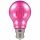 Crompton 13711 4.5 watt BC-B22mm Pink Harlequin LED GLS Light Bulb